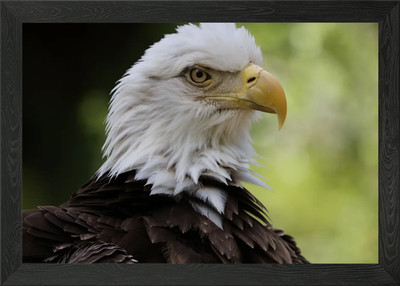 Amerikanischer Weißkopfseeadler gerahmtes Wandbild Poster Leinwanddruck Bild