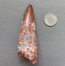 Triassic Phytosaur 73mm Fossil Tooth - Redonda Formation New Mexico