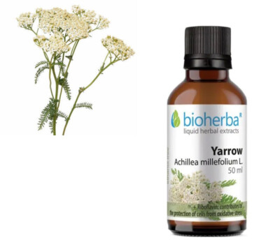 Natürliche Tinktur Weiße Schafgarbe - Achillea Millefolium Schafgarbe Kräuterextrakt - 50ml