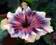 20 Cream Pink Purple Hibiscus Seeds Flower Seed Flowers Perennial 269 US SELLE