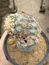 VECCHIE rare piante succulente Copiapoa cinerea coltivazione semi WYSIWYG