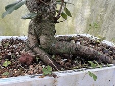 Bonsai Tree Pre-Bonsai cherry