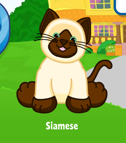 webkinz siamese cat