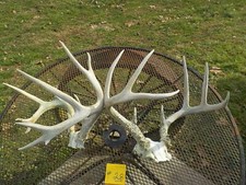 2 XX LARGE  WHITETAIL DEER RACKS  ANTLERS  display wedding shed horn  hunt  28
