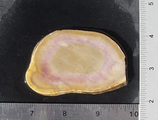 Texas Flint    Lapidary Slab             T1257