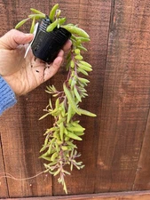 String of Watermelon Curio hurreanus Succulent
