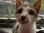 Kitty's Katches