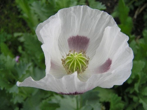 Giant White Poppy Flower Seeds 200 plus - Image 2 of 4