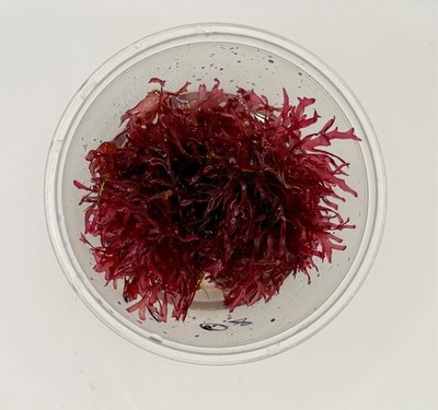 Live Red Pom Pom Macro algae (Gracilaria) Marine Refugium Aquarium Algae