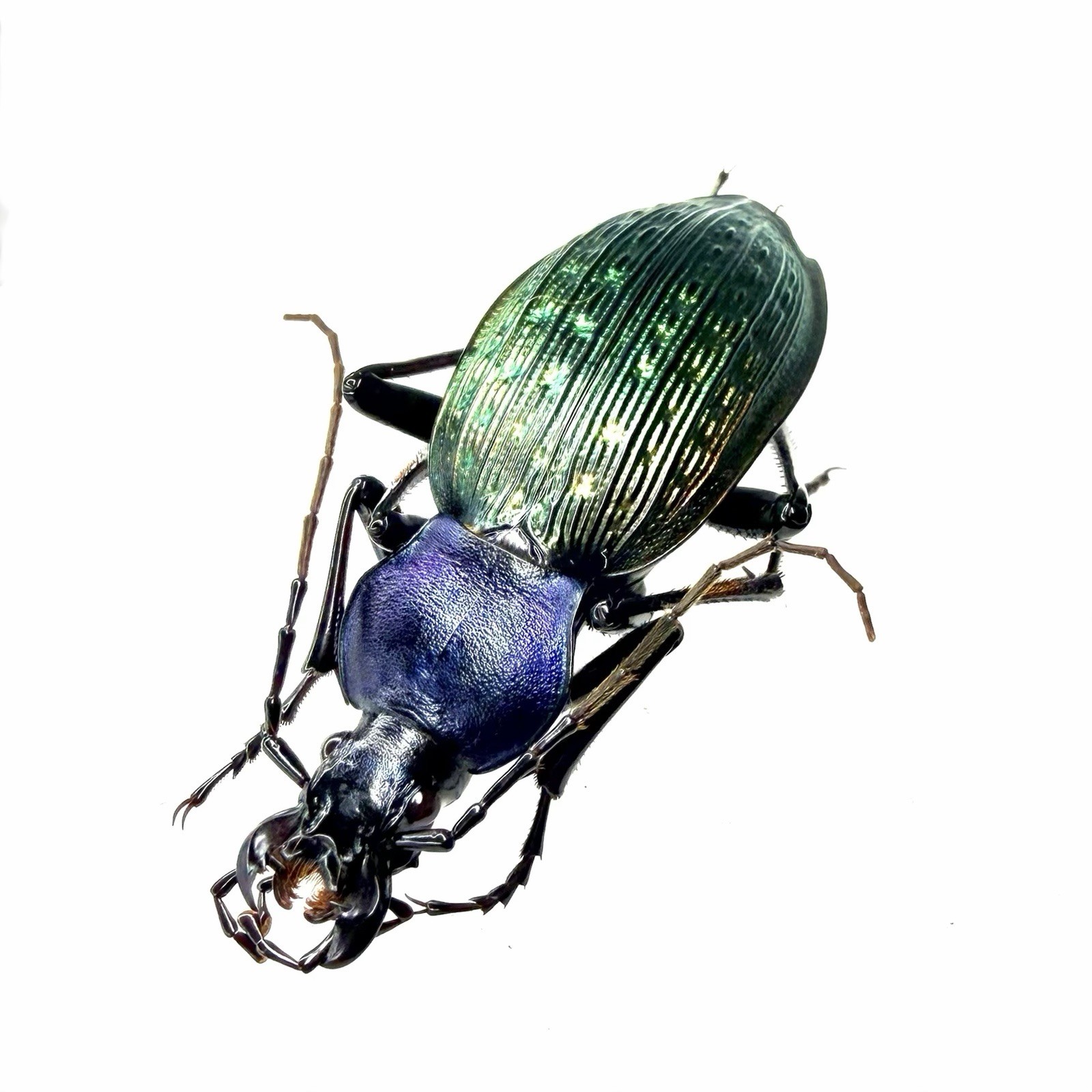 Colorful Carabidae Specimen丨【Rare】Carabus zengae A2 C. Guangdong