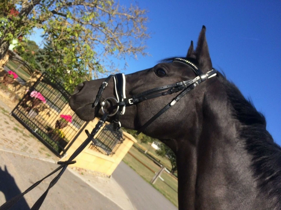 anatomische Trense Lacktrense Ohrenfreiheit konisch schwedischem Reithalfter - Bild 2 von 4