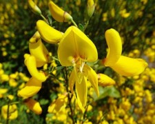 Cytisus scoparius seeds common Scotch broom semillas graines