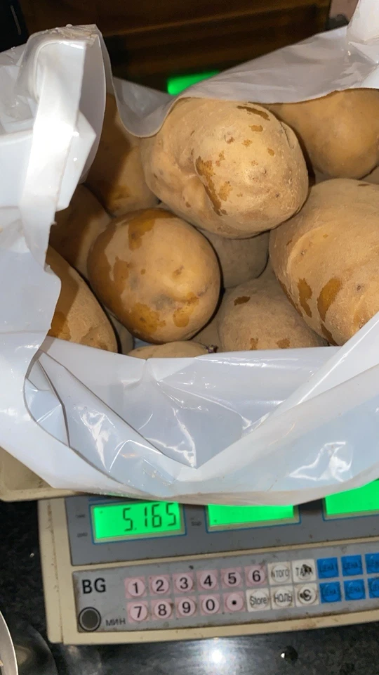 PATATE NOSTRANE PATATA BIOLOGICA ORTO BIO 5 KG PRODUZIONE PROPRIA REVENTINO KG 5 - Immagine 4 di 4