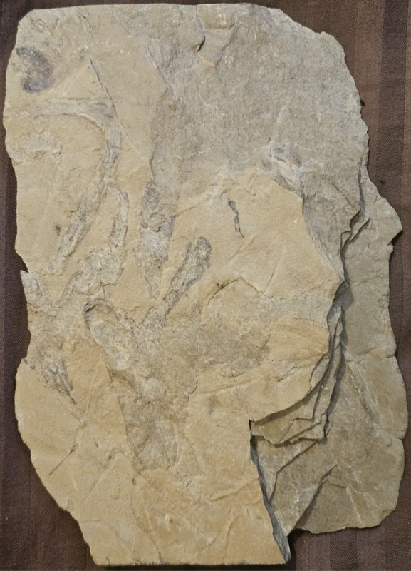 RARE Cambrian Sponge Fossil Vauxia bulla Jones Ridge Lms. Alaska Yukon Border
