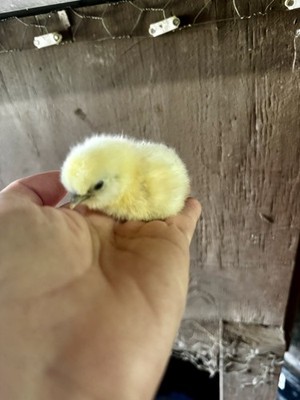 Silkie Hatching Eggs 7 Pure White, Fertile, Ready to Ship!!