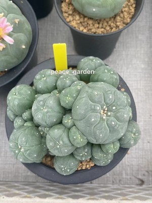 RareSucculent Plant Cactus seedgrowth home Garden beautiful WYSIWYG