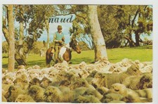 DROVER AND SHEEP GREETINGS FROM ST ARNAUD NATIONALVIEW POSTCARD