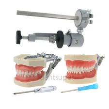 Dental Kilgore NISSIN Typodont Model With Removable Teeth and Cheek 200/500 Type