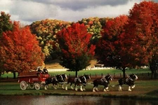 Postcard Anheuser Busch Budweiser Beer Lovely Clydesdale Fall Foliage Souvenir