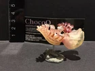 Kaiyodo Animatales Choco Q Series 9  Pink Sea slug Figure