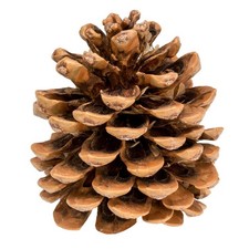 NaDeco Pinienzapfen 12-14cm Pinienzapfe Pinus Pinea Pinien Zapfen Tannenzafen