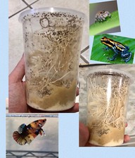 Flightless Fruit Fly Culture Drosophila Melanogaster Buy 2-get-1 Free 