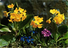 Rock Auricle (Primula Auricula) Flowers Postcard Posted Photonaus Geiger