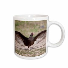 3dRose Turkey Vulture bird (Cathartes Aura) warming - US44 LDI0494 - Larry Ditto