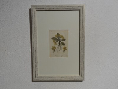 Orig.(ca. 1800) Kupferstich Schaftlose Schlüsselblume Primula acaulis