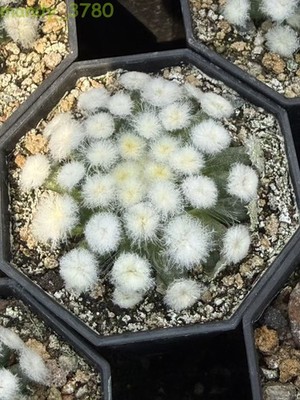RareSucculent Plant Mammillaria plumosaselfroot Garden Décor Boutique