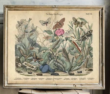 Butterflies Caterpillars Insects Botanical Hanselmann Printable Wall Art German