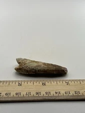 Carcharodontosaurus dinosaur CARCHARODON 2.5” AKA African TREX T REX SC 403