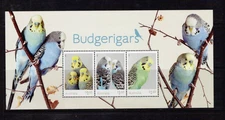 Australia: 2022, Budgerigars, Miniature Sheet, MNH