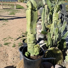 Lophocereus Monstrose Totem Pole Senita Exact Cactus 23” Arizona Rooted 3 Arms