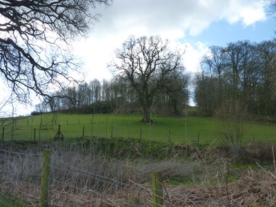 Photo 8x6 Trees on a knoll Onibury A corner of Oakern Rookery. c2016