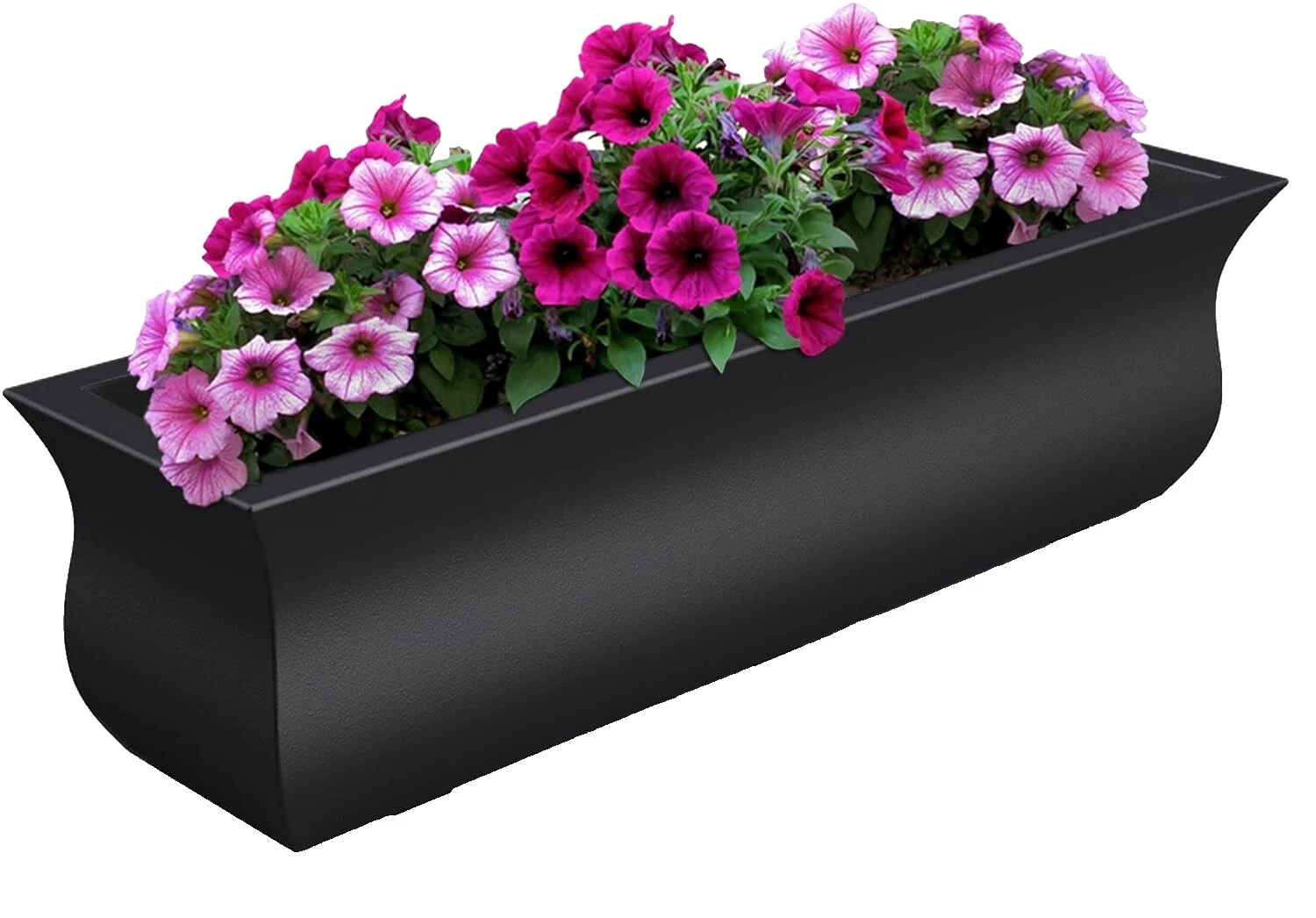 Planta Negro Cajas de Ventana