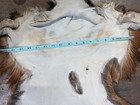 Antelope cape lifesize deer elk skin taxidermy art craft fur oddity — photo 6