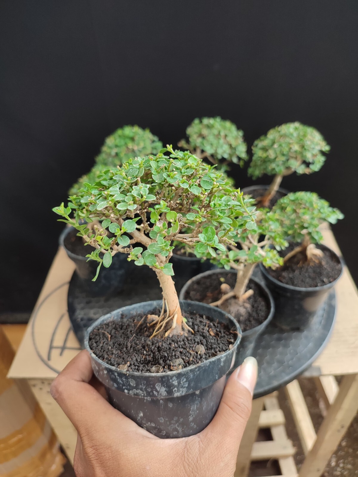 Actual plant Bonsai Premna Microphylla 10 plants shito bonsai tree
