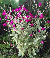 Rose Campion Lychnis Coronaria Pink Flower Perennial  Potted Plant Lot51 