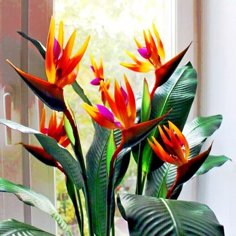 ORANGE BIRD of PARADISE SEEDS (Strelitzia reginae) Tropical Crane