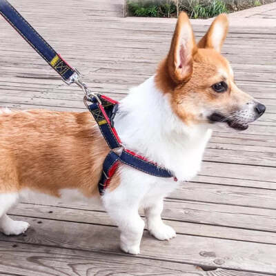 halsband mit strom Elektroschock Halsband fr Hunde - Stromhalsband