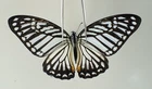 PA21396. Unmounted butterflies: Graphium sp. South Vietnam.