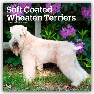 Soft Coated Wheaten Terriers - Soft Coated Wheaten Terrier 2026 -...