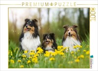"Calvendo Puzzle A Photo From The \"We Love Shelties\" Calendar | 1000 Pieces, Fini"