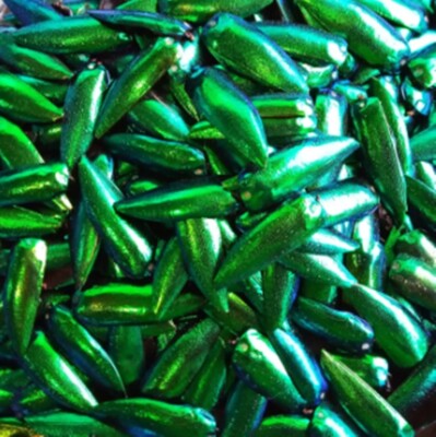 100x exotische grüne Käferflügel Juwel schillerndes Geschenk Handwerk Kunst Kost
