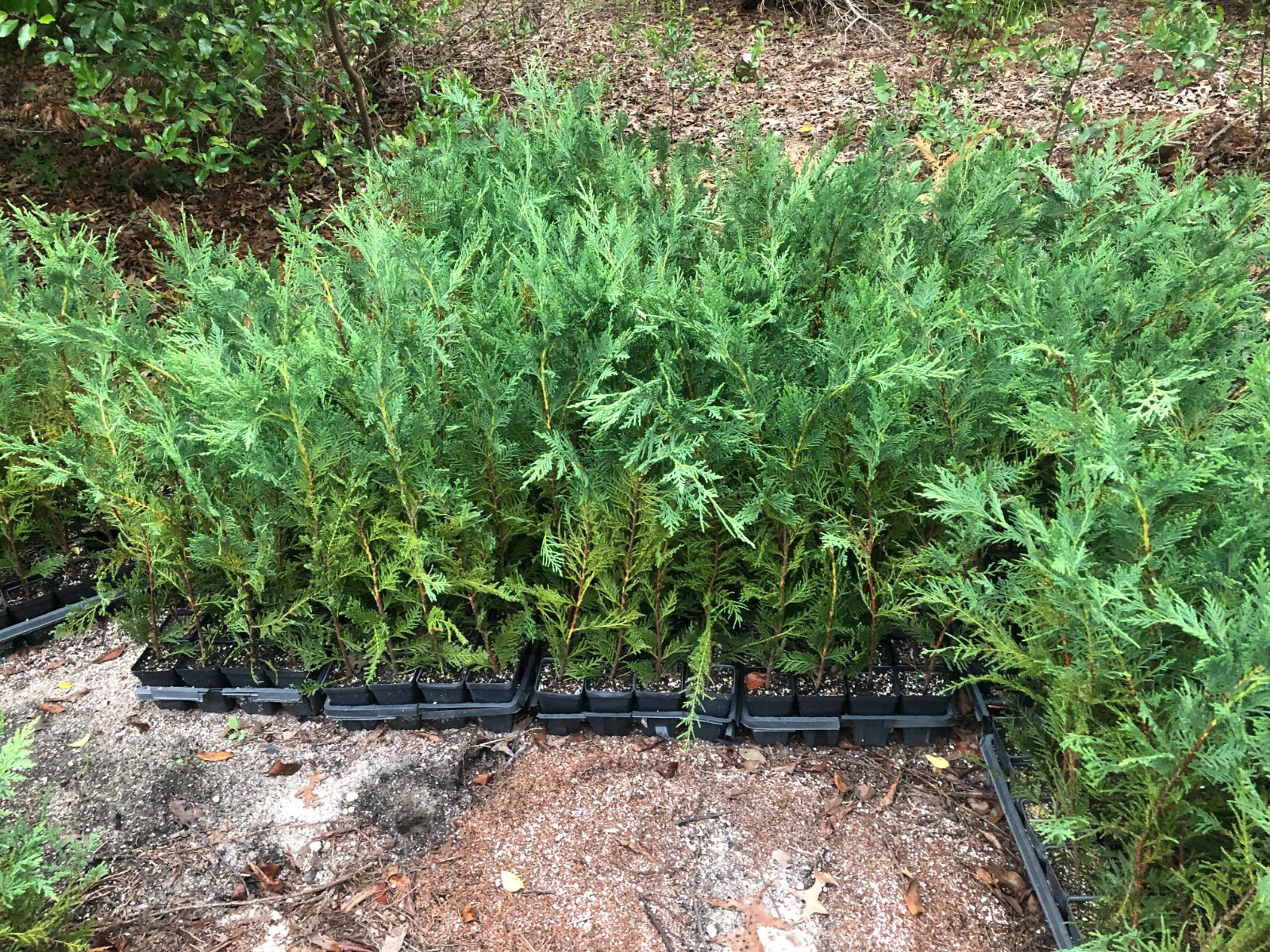 Leyland Cypress 12"-18" inch (Box of 25 in pots) Shipping Included