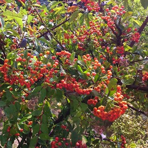 Pyracantha Coccinea 80 Semi Scarlet Firethorn Arbusto Mediterraneo Ebay