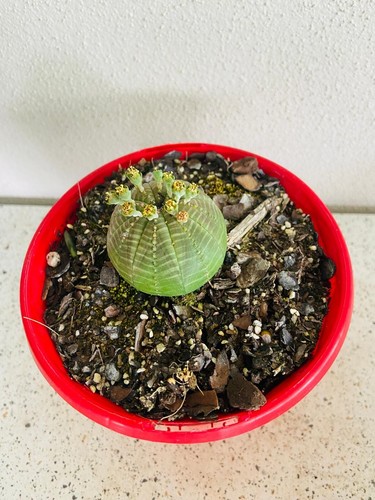 Euphorbia Obesa - Rare Baseball Plant | Unique Round Succulent - Picture 4 of 7