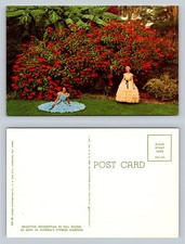 Poinsettia Blooming Florida Postcard with Two Dancers in Colorful Dresses
