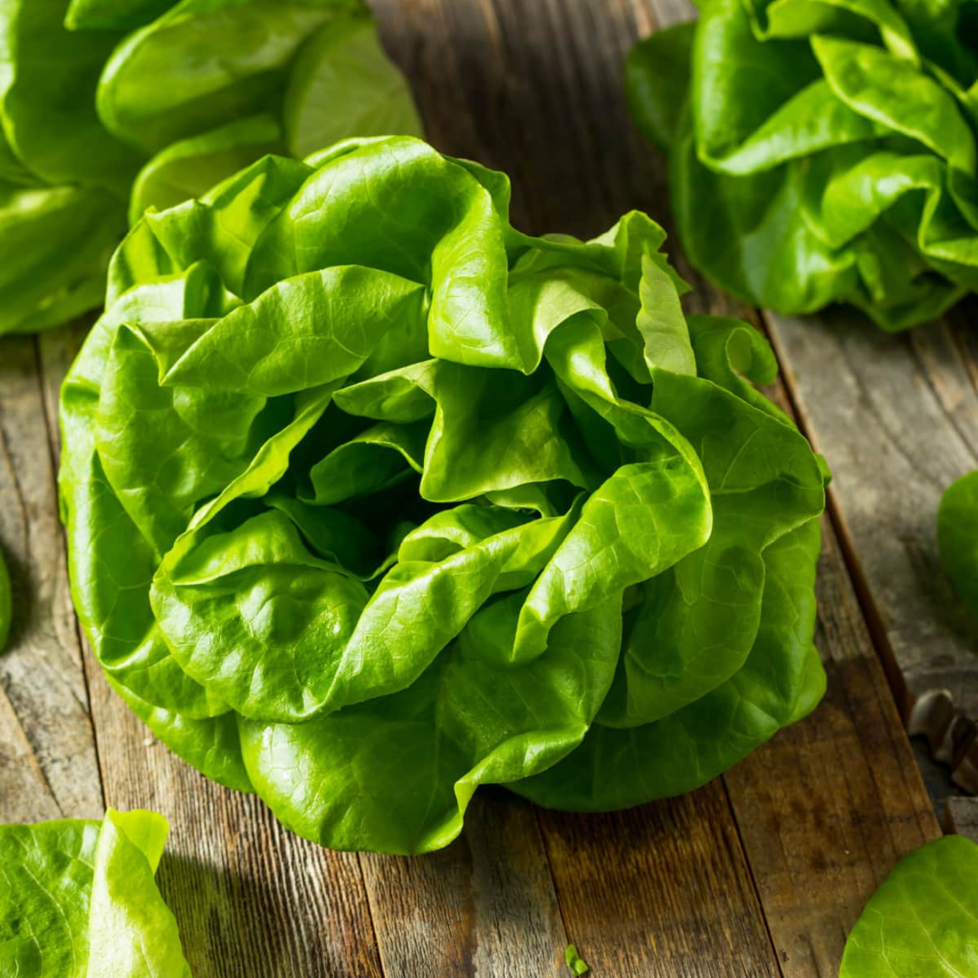 Fresh Crisp Bibb Butterhead Lettuce Seeds | Heirloom Non-GMO ...